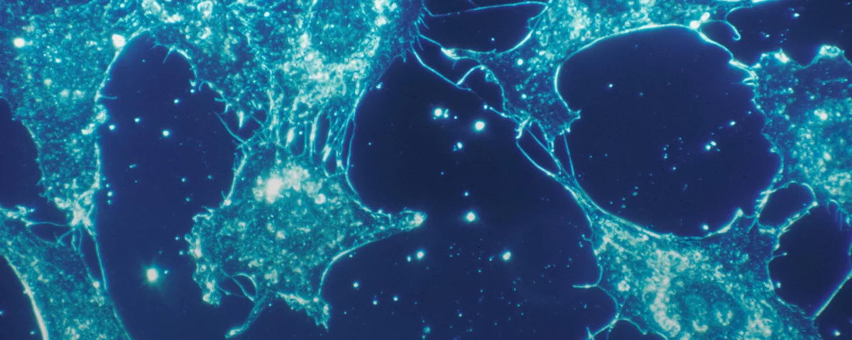 Image stock de neurones