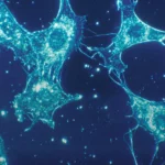 Image stock de neurones