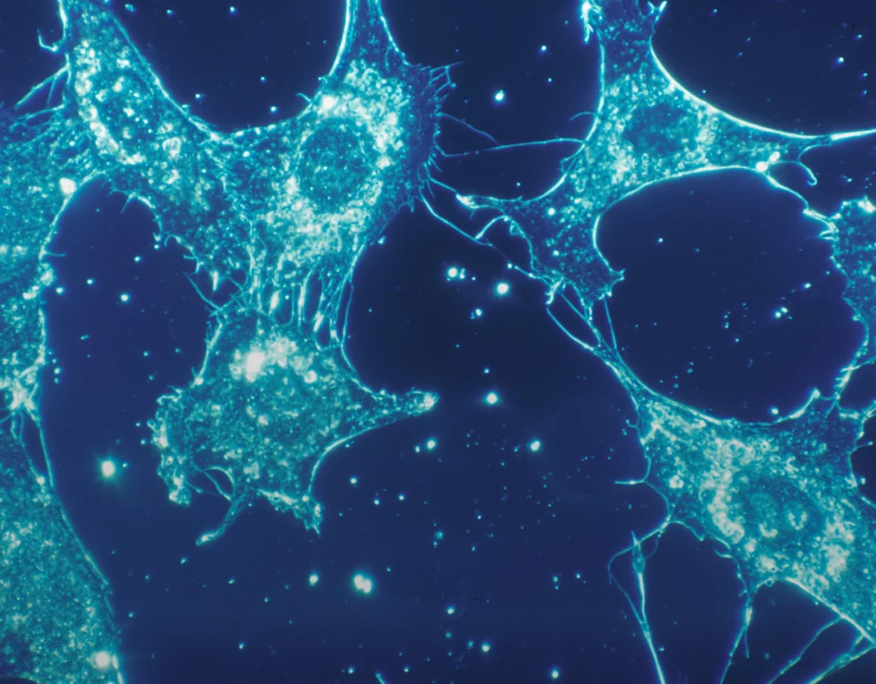 Image stock de neurones